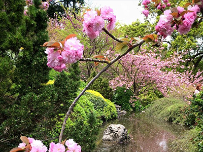 La fioritura dei ciliegi all'Orto Botanico di Roma